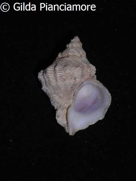 no photo for this shell